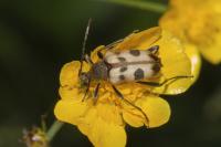 Pachytodes cerambyciformis