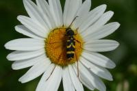 Clytus arietis