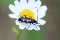 Anoplodera sexguttata
