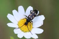 Anoplodera sexguttata