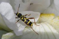 Clytus arietis