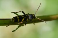 Clytus arietis