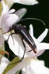 Rutpela nigra