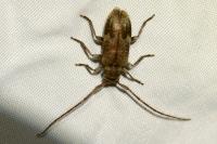 Exocentrus adspersus