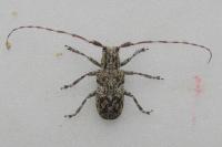 Mesosa nebulosa
