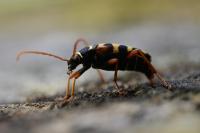 Leptura aurulenta