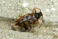 Leptura aurulenta