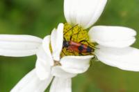 Stenurella bifasciata