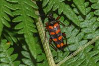 Leptura aurulenta