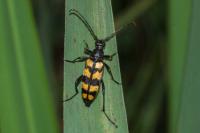 Leptura quadrifasciata