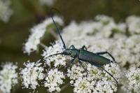 Aromia moschata