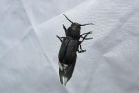 Spondylis buprestoides