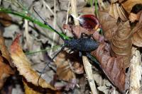Morimus asper