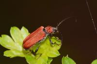 Pyrrhidium sanguineum