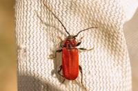 Pyrrhidium sanguineum