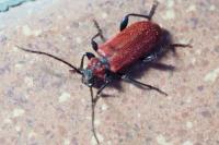 Pyrrhidium sanguineum