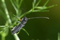 Phytoecia cylindrica