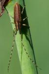 Agapanthia asphodeli