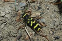 Clytus arietis