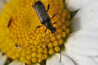 Grammoptera ruficornis