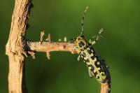 Saperda scalaris