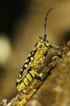 Saperda scalaris