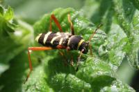 Clytus arietis