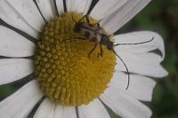 Pachytodes cerambyciformis