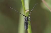 Agapanthia cardui