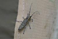 Saperda populnea