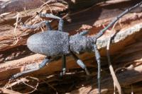 Morimus asper