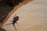 Semanotus laurasii
