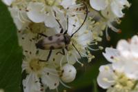 Pachytodes cerambyciformis