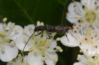 Glaphyra umbellatarum