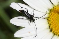 Rutpela nigra