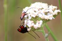 Stenurella bifasciata