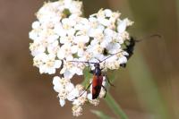 Stenurella bifasciata