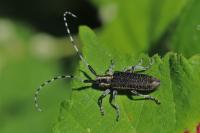 Agapanthia villosoviridescens