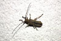 Saperda carcharias