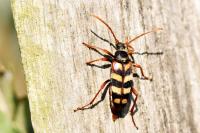 Leptura aurulenta