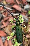Aromia moschata