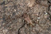 Exocentrus adspersus