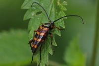 Leptura aurulenta