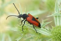 Stictoleptura cordigera