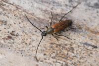 Stenurella bifasciata