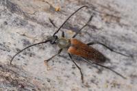 Stenurella bifasciata