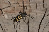 Leptura quadrifasciata
