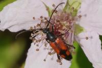 Stenurella bifasciata