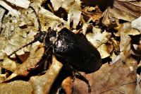 Prionus coriarius
