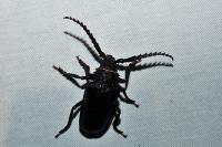 Prionus coriarius